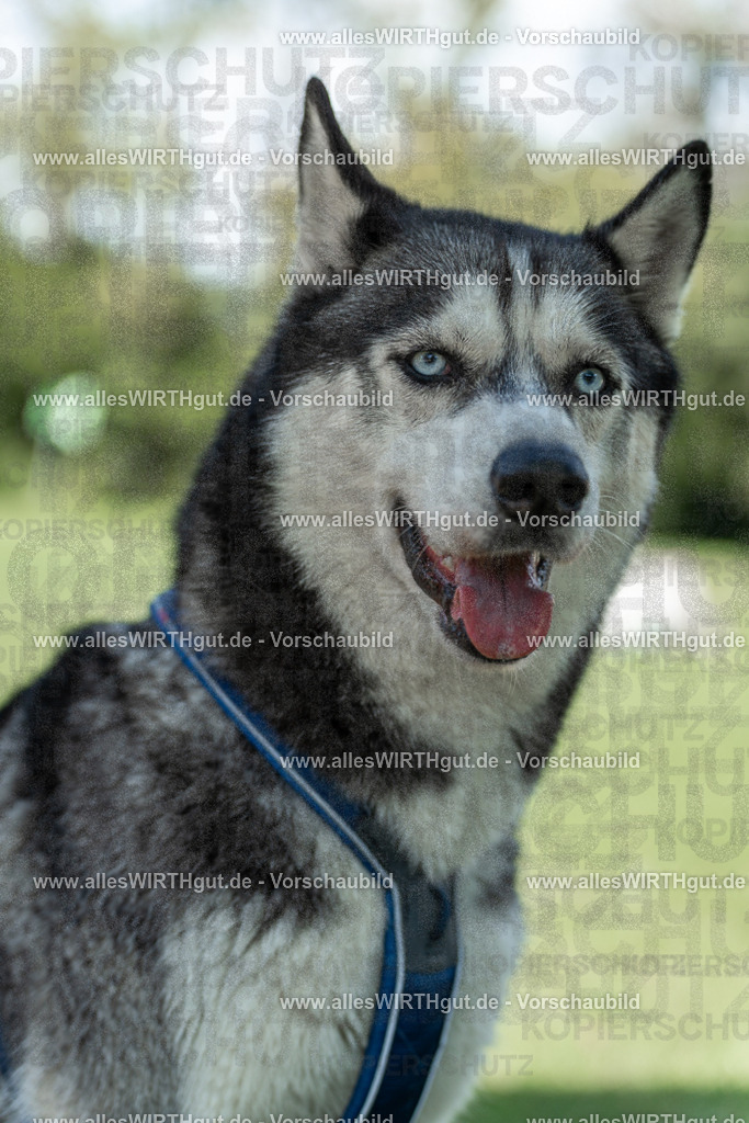 Hundeschwimmen_Volksbad_2026-allesWIRTHgut_Tierfotografie-2609061224-113426-7R500038 | Professionelle Tierfotografie in Mönchengladbach von Daniel Wirth (allesWIRTHgut). Liebevolle & natürliche Bilder von Hunden & Katzen für unvergessliche Erinnerungen.