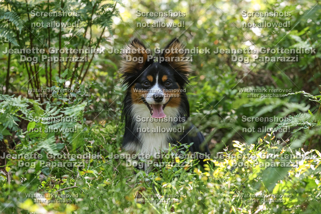 Dog Paparazzi -  Agiltiy Greffen 0826-1178 | Dog Paparazzi Jeanette Grottendiek Fotografie & Videografie - Realisiert mit Pictrs.com