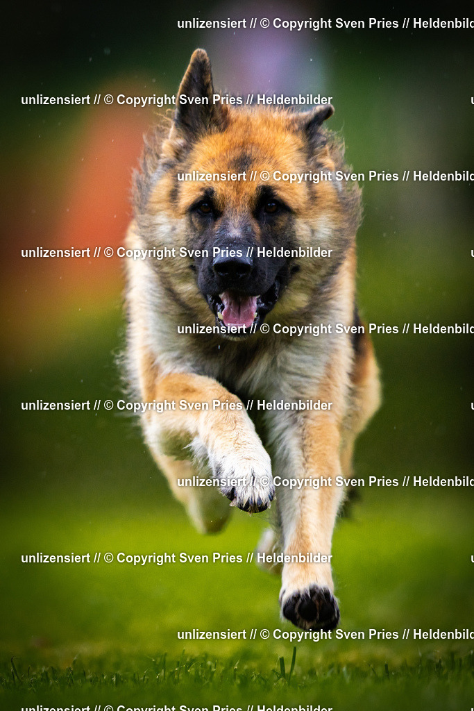 Sven Pries | 2025-09-21 - Hunderennen Baden-Oos - Realisiert mit Pictrs.com