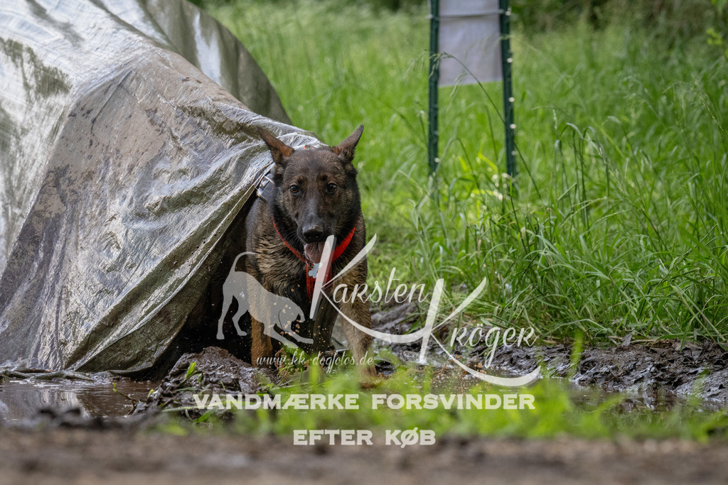 1147_ZZ94497 | kk-dogfotos