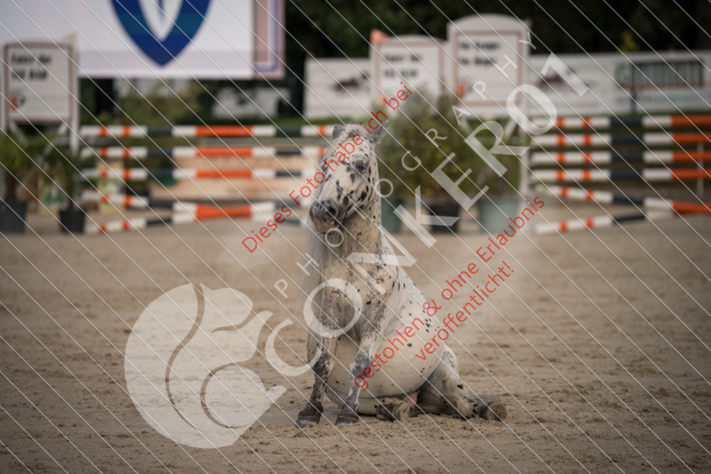 DSC_0019 | Sport-, Event- und Tierfotos in Profiqualität. Einfach auswählen, bestellen und herunterladen. Dein Moment – perfekt festgehalten.