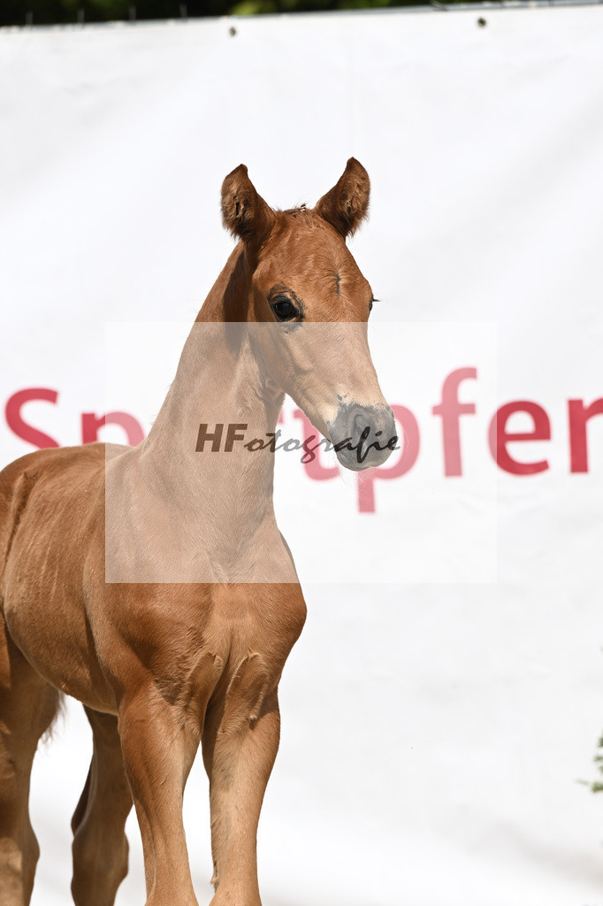 Va Bene x Savoy_HF_Groll_12250341 | hf-fotografie - Realisiert mit Pictrs.com
