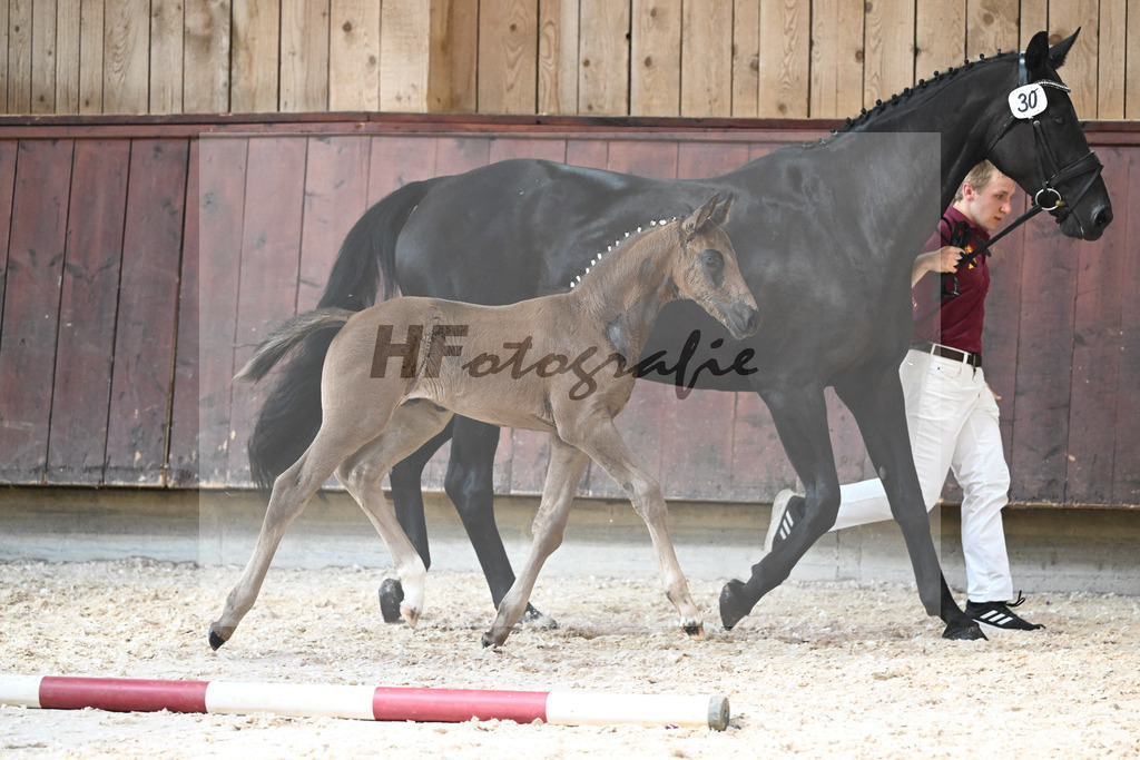 Kat-Nr. 30 HF Decurio x Florestano_Wallner_32240580 | hf-fotografie - Realisiert mit Pictrs.com