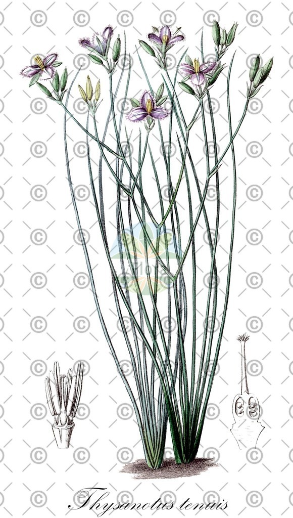 HistAbb_wfo-0001060841_1_ENZY_Simple | Historische Abbildung von Thysanotus tenuis - Asparagaceae | Historical Illustration of Thysanotus tenuis - Asparagaceae