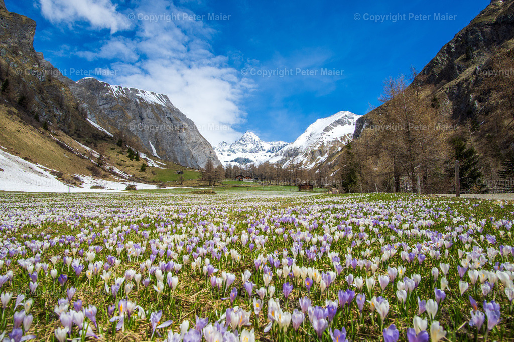 Frühling_Kals_Lucknerhaus_2020-76 | piet_flosse