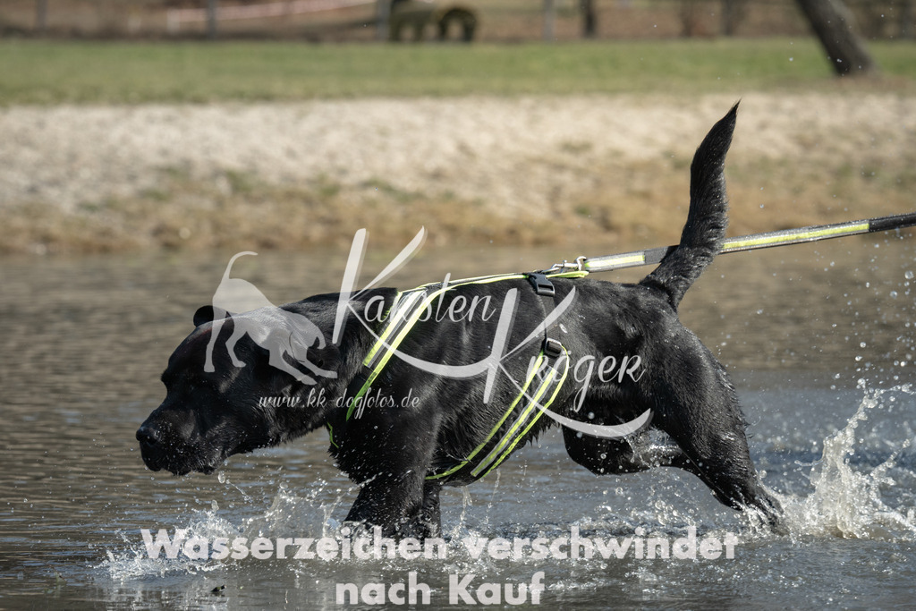 1221_ZZ99321 | kk-dogfotos