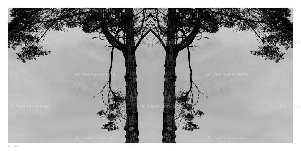 selbstbegegnung_10_03_24_einzeln32 | Photo Foto Kunst Art schwarzweiss Bilder Rheine Münster Berlin Blumen 