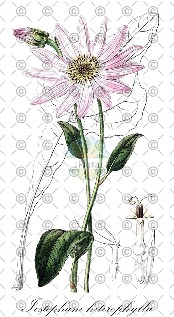 HistAbb_wfo-0000016593_1_ENZY_Simple | Historische Abbildung von Iostephane heterophylla - Asteraceae | Historical Illustration of Iostephane heterophylla - Asteraceae