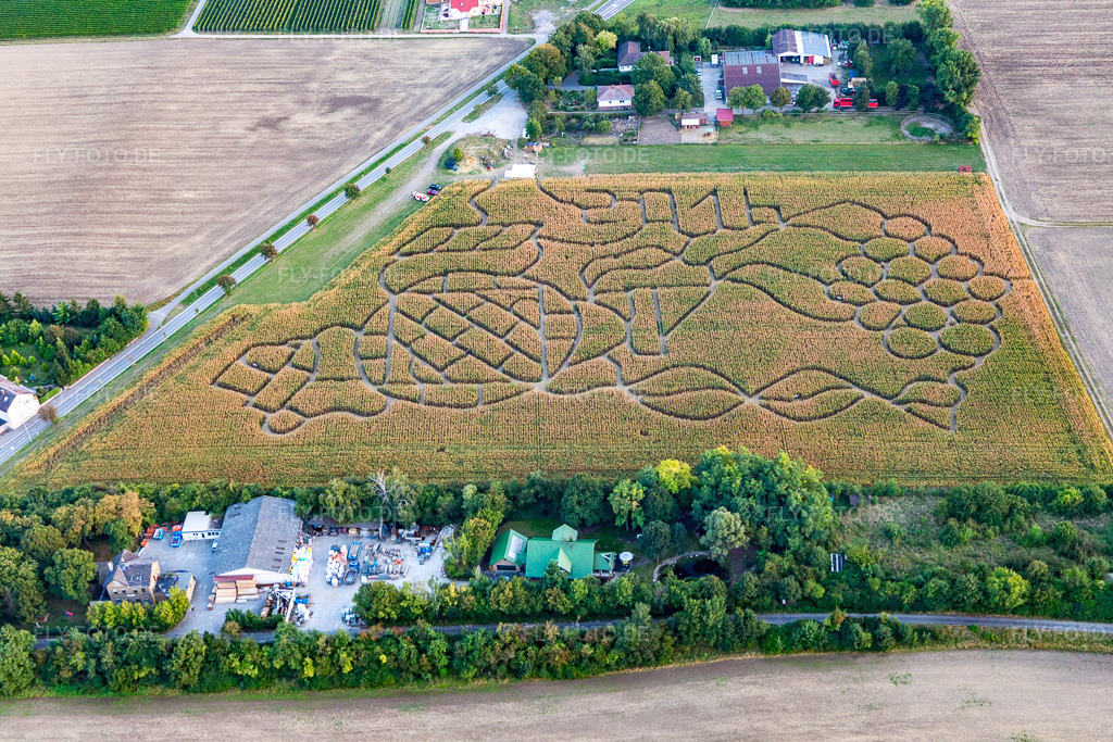 Luftbild: Dalheim, Maislabyrinth in Dalheim im Bundesland Rheinland-Pfalz in Deutschland. Foto: IMG_094741.jpg vom 21.09.2016 durch Werner Riehm/FLY-FOTO.de