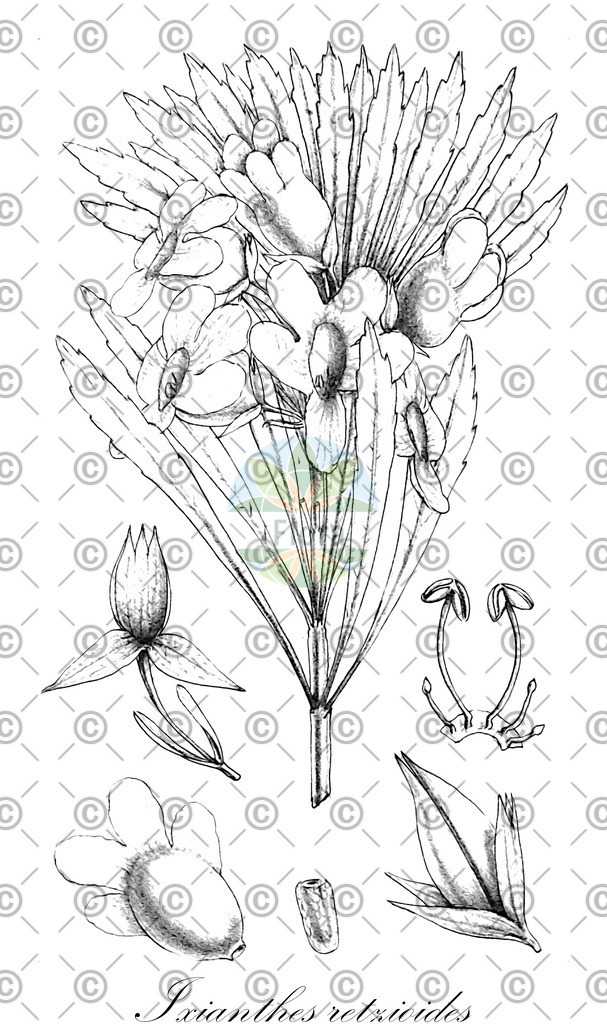 HistAbb_EMP_92283_1_SIMPLE | Historische Abbildung von Ixianthes retzioides - Stilbaceae | Historical Illustration of Ixianthes retzioides - Stilbaceae