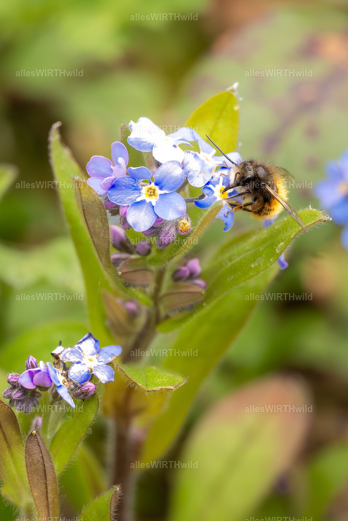 Vergiss mich nicht_ | Entdecke die faszinierende Welt der Natur- und Wildlife-Fotografie von Daniel und Bärbel. Inspirierende Bilder von wilden Tieren und kleinen Naturwundern.