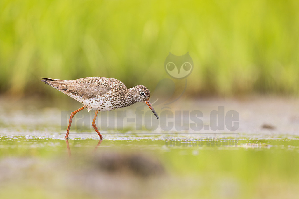 R5NF8206_20240612 | Der Rotschenkel (Tringa totanus) ist eine Vogelart aus der Familie der Schnepfenvögel (Scolopacidae). Er ist ein Brutvogel über weite Bereiche Eurasiens. Zu seinem Lebensraum gehören die mediterrane bis boreale Zone, und er kommt in Asien auch in Steppen- und Wüstengebieten vor. In Mitteleuropa sind Schwerpunkte seiner Verbreitung die Küsten und das küstennahe Tiefland. Im Binnenland kommt er nur inselartig in kleinen Populationen vor und im Süden Mitteleuropas ist er auf Restvorkommen reduziert. - Realisiert mit Pictrs.com