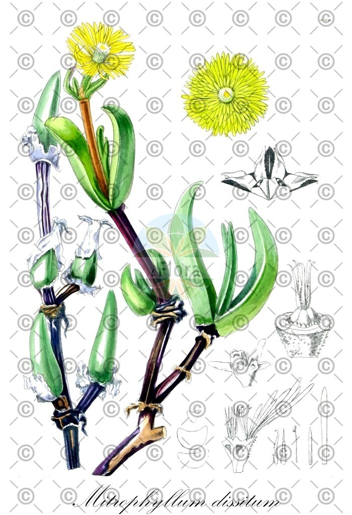 HistAbb_wfo-0001187262_1_ENZY_Simple | Historische Abbildung von Mitrophyllum dissitum - Aizoaceae | Historical Illustration of Mitrophyllum dissitum - Aizoaceae