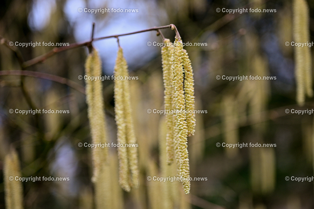 Fruehling_ Pollen_ 20.02.2024-6 | 20.02.2024, Linz, AUT, Fruehling, im Bild Graeser, Stauden, Baeume, Pollen, Allergie, Allergiker, Heuschnupfen, Haselnuss, Birke, Pflanze, Pflanzen, Flora, Natur