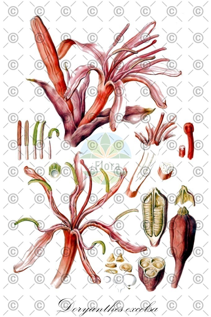 HistAbb_wfo-0000765642_2_ENZY_Simple | Historische Abbildung von Doryanthes excelsa - Doryanthaceae | Historical Illustration of Doryanthes excelsa - Doryanthaceae