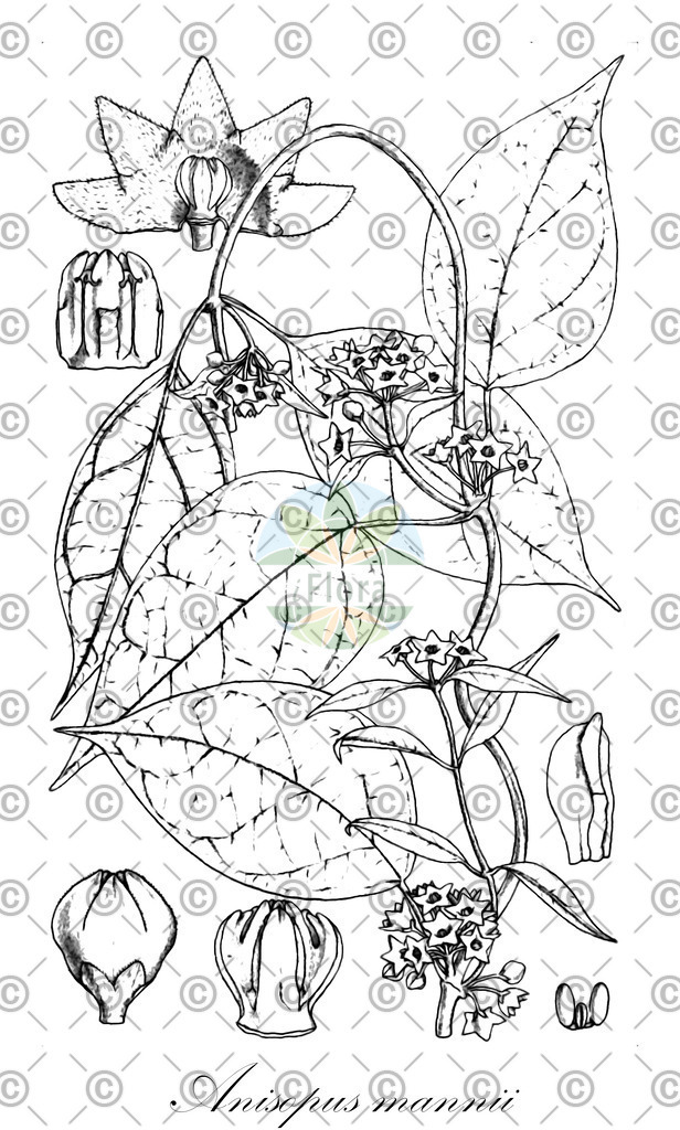 HistAbb_wfo-0000537391_1_ENZY_Simple | Historische Abbildung von Anisopus mannii - Apocynaceae | Historical Illustration of Anisopus mannii - Apocynaceae