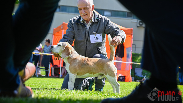 Beagle Club Schweiz  | Beagle Club Schweiz, 45 Jahre in Menziken 2025 Foto: Leo Wyden