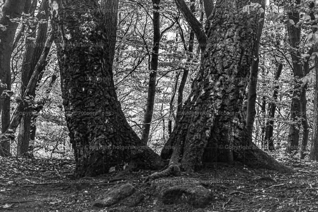 Zwillinge | Kaufen sie online außergewöhnliche Fotografien auf Leinwand Acrylglas Fotoprint Aludibond von holgerweigeltfotografie - Realisiert mit Pictrs.com