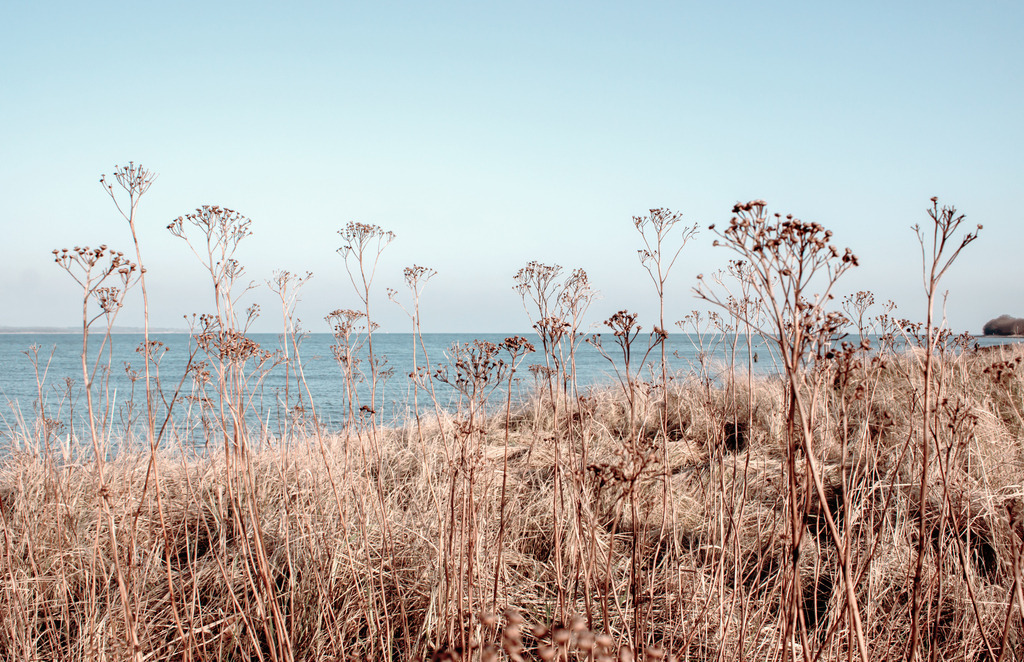 Wandbild: Gräser und Sträucher am Meer | Das Wandbild im Querformat zeigt einen mit Gräser und Sträuchern bewachsenen Hügel am Meer. Das Meer und der Himmel sind pastellartig Blau. Schaffen Sie sich ein maritimes Ambiente in Ihrem Wohnzimmer und holen Sie sich dieses stilvolle Wandbild. Es ist auf Leinwand, Aluminium-Platte, Acrylglas oder als Holzdruck erhältlich. Die Wandbilder werden individuell für Sie in vielen Abmessungen produziert. Daher passen die Ostseekult Wandbilder immer perfekt an Ihre Wände. - Realisiert mit Pictrs.com