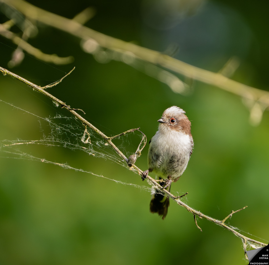 Charming Bird Perched on Branch | A charming small bird with a distinct brown head perches gracefully on a thin branch, surrounded by delicate strands of spider silk, set against a lush green background that enhances its natural beauty. - Realisiert mit Pictrs.com