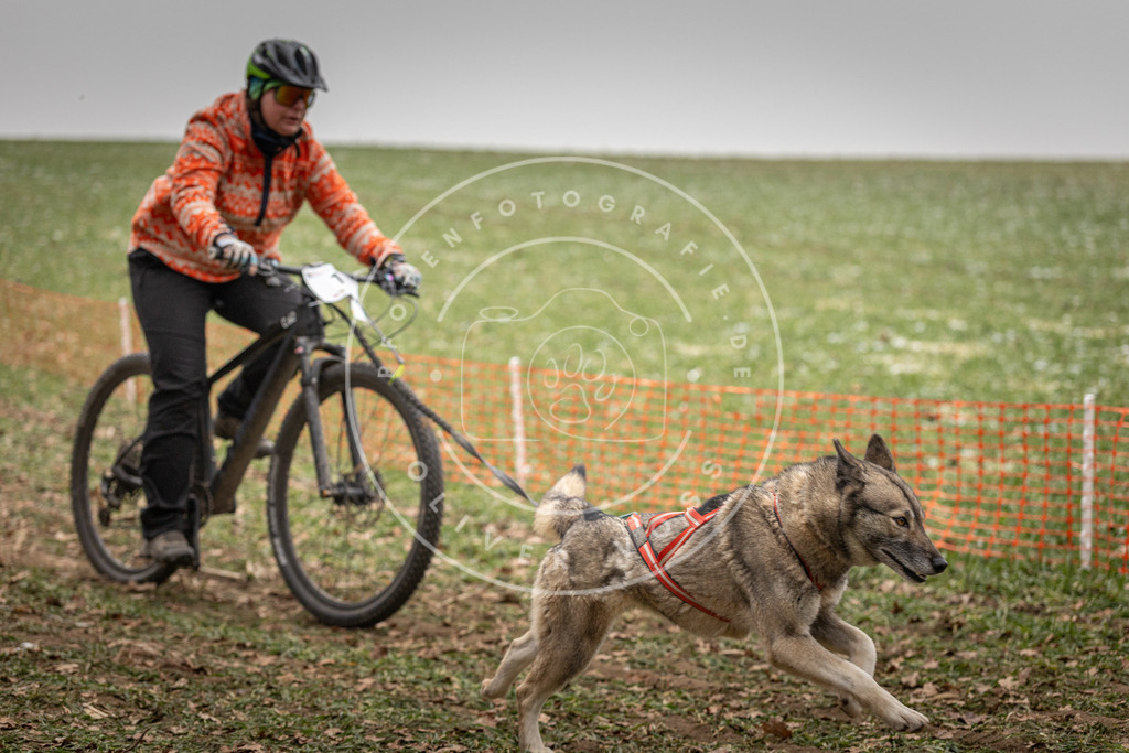 Pfotenfotografie_DV3A3231 | Hundefotografie, Tierfotograf, Pfotenfotografie, Fotoshooting Hund, Hunde Portrait, Hundesport, Hundeportraits, Heideshooting, Hunde, Sportfotograf, Hundefotograf, Turnierhundsport, THS,  - Realisiert mit Pictrs.com