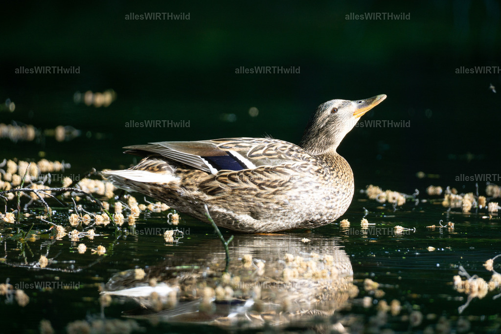 Daniel Wirth - www.allesWIRTHwild.de -DSC09840 | Entdecke die faszinierende Welt der Natur- und Wildlife-Fotografie von Daniel und Bärbel. Inspirierende Bilder von wilden Tieren und kleinen Naturwundern.