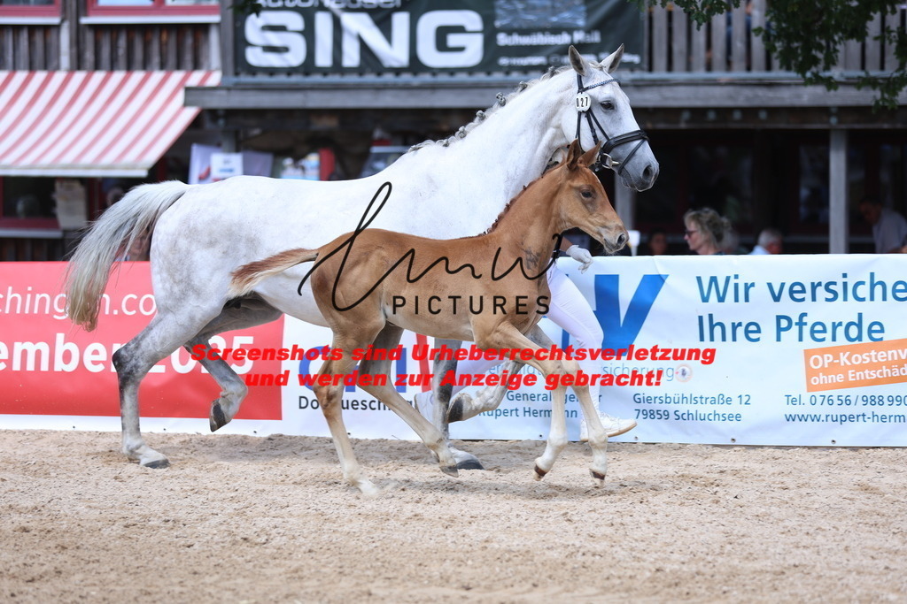 Fohlenschau_Schwäbisch_Hall_springbetonte_Fohlen_KN 27_4 | lmwpictures - Realisiert mit Pictrs.com