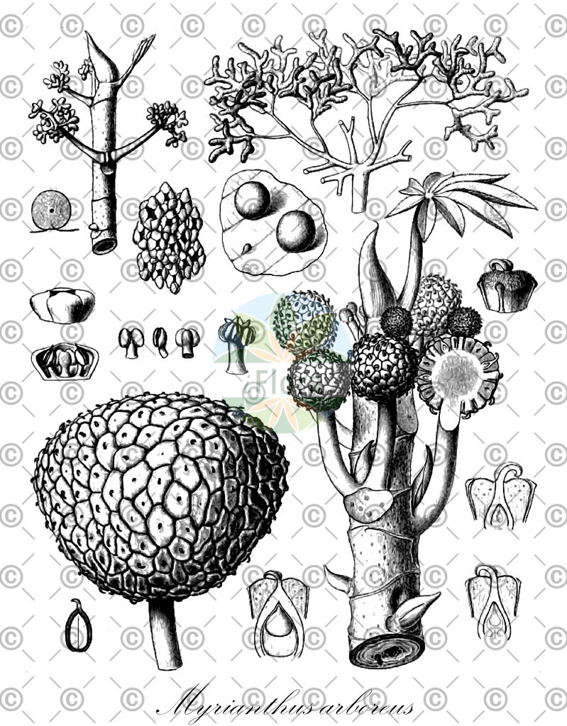 HistAbb_wfo-0000374730_3_ENZY_Simple | Historische Abbildung von Myrianthus arboreus - Urticaceae | Historical Illustration of Myrianthus arboreus - Urticaceae