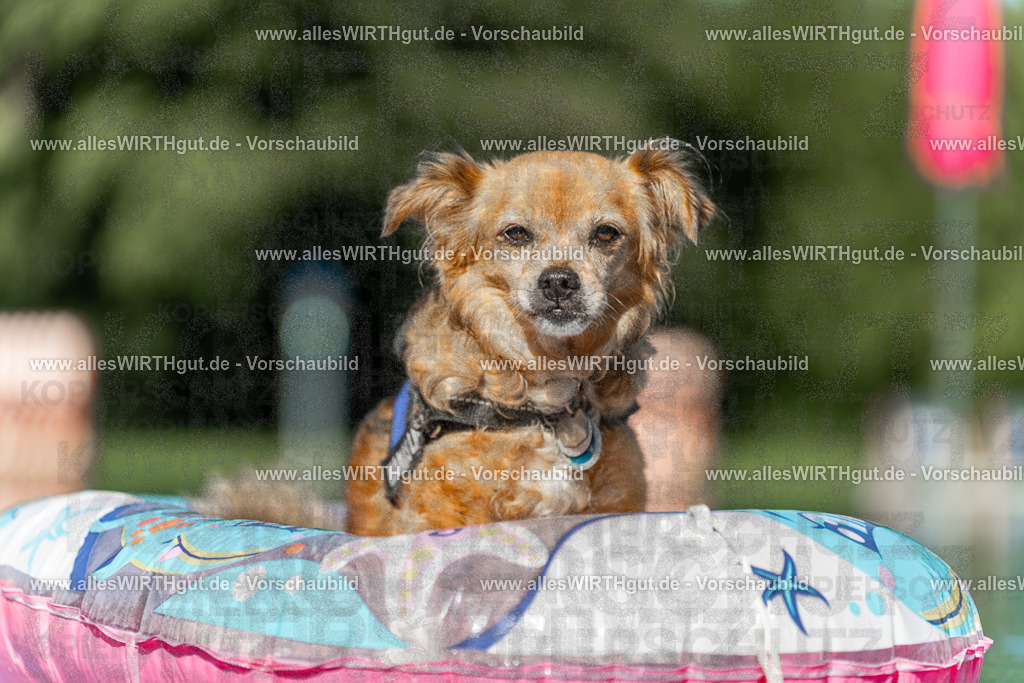 Hundeschwimmen_Volksbad_2026-allesWIRTHgut_Tierfotografie-2609061048-095803-7R509183 | Professionelle Tierfotografie in Mönchengladbach von Daniel Wirth (allesWIRTHgut). Liebevolle & natürliche Bilder von Hunden & Katzen für unvergessliche Erinnerungen.