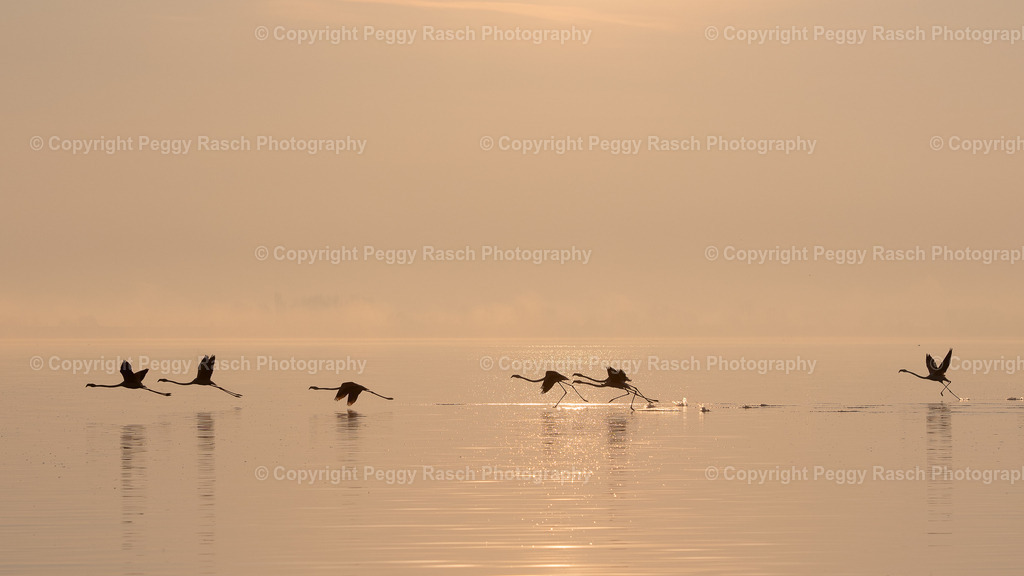 Flamingos (5) | PeggyRaschPhotography - Realisiert mit Pictrs.com