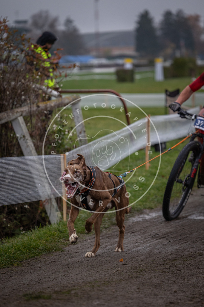 CaniXpix_0L8A1517 | Hundefotografie, Tierfotograf, Pfotenfotografie, Fotoshooting Hund, Hunde Portrait, Hundesport, Hundeportraits, Heideshooting, Hunde, Sportfotograf, Hundefotograf, Turnierhundsport, THS,  - Realisiert mit Pictrs.com