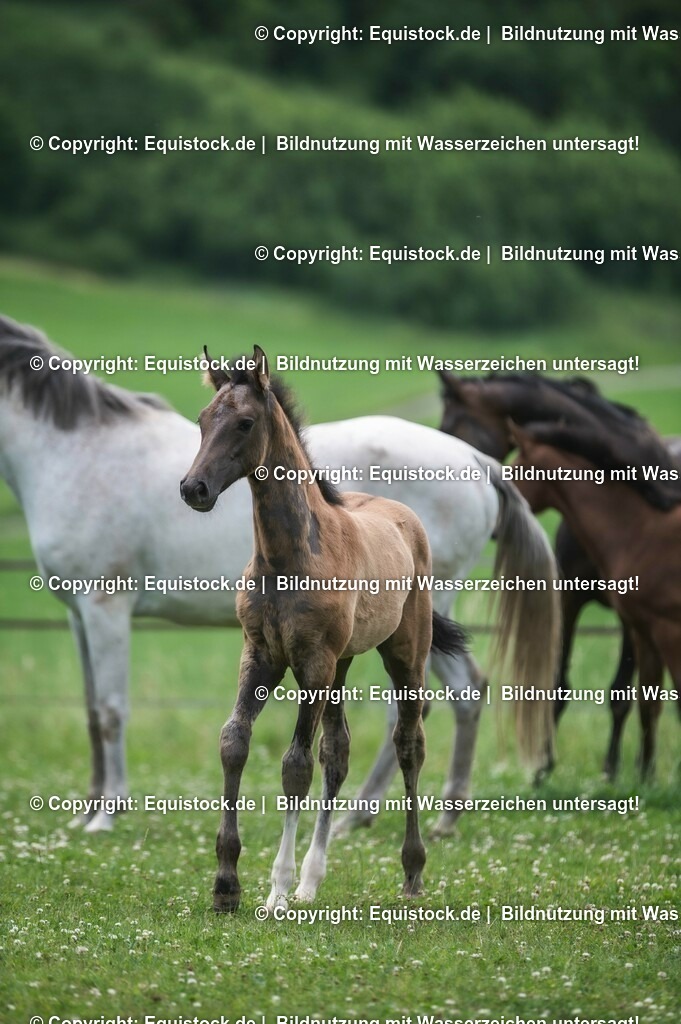 20210623_Fohlen_0467 | Foto: Thomas Hartig