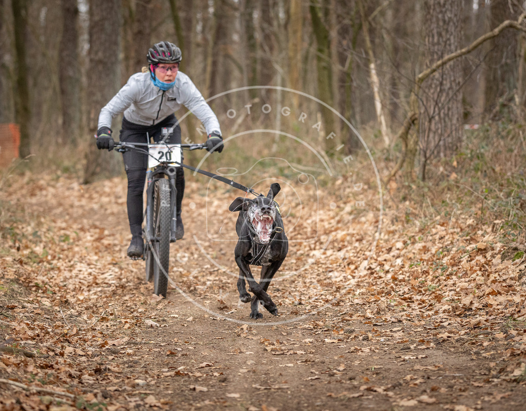 Pfotenfotografie_DV3A7433 | Hundefotografie, Tierfotograf, Pfotenfotografie, Fotoshooting Hund, Hunde Portrait, Hundesport, Hundeportraits, Heideshooting, Hunde, Sportfotograf, Hundefotograf, Turnierhundsport, THS,  - Realisiert mit Pictrs.com