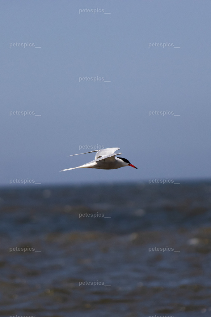 IMG_0939 | petespics