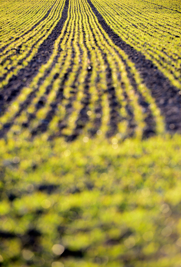 Weizenfeld | Enzersfeld, Austria - March 19, 2013: Weizenfeld. - Realisiert mit Pictrs.com