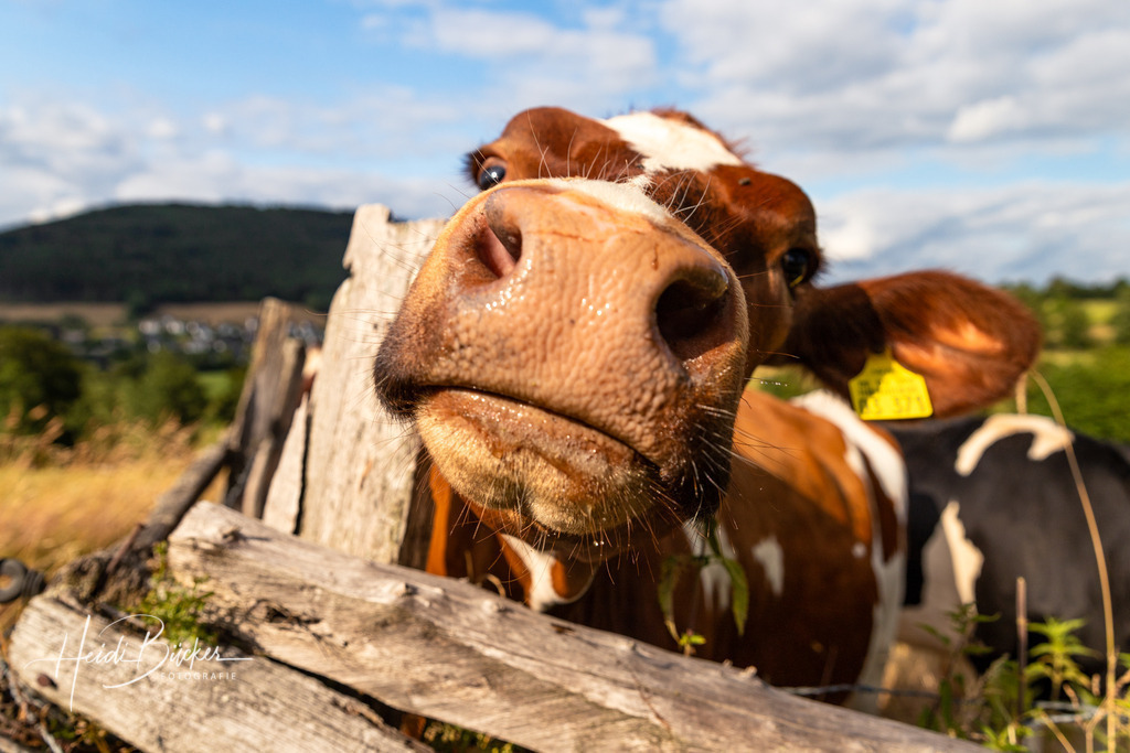Neugieriges Rind in Grafschaft | Neugieriges Rind in Grafschaft - Realisiert mit Pictrs.com