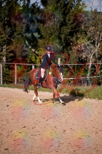 2026_10_03_Siefer-Hof_155828_Z81_78561922 | Professionelle Reitsport-, Turnier- und Eventfotografie von Robert Broda. Galerien mit ausgewählten und bearbeiteten Bildern direkt online ansehen und bestellen.