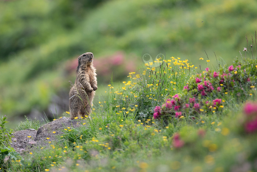 20210729112111 | Ein Alpenmurmeltier (Marmota marmota) steht auf einem kleinen Felsen in einer alpinen Wiese aufrecht und beobachtet aufmerksam seine Umgebung. Die Wiese ist übersät mit leuchtend gelben Blumen und Büschen mit rosa Blüten. - Realisiert mit Pictrs.com