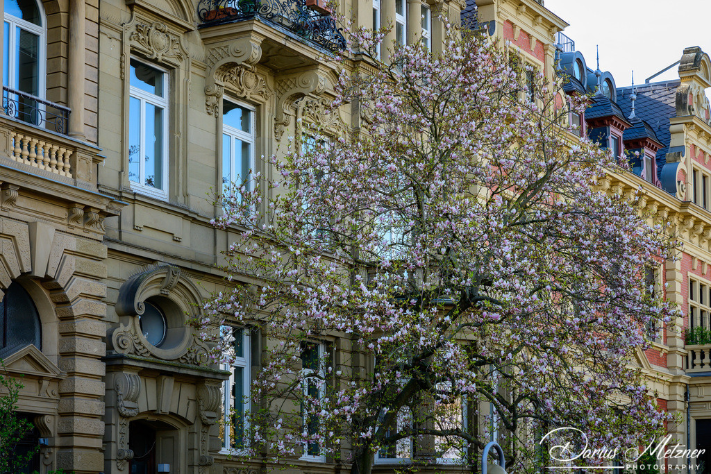 Frühling in Mainz am Rhein | Frühling in Mainz am Rhein