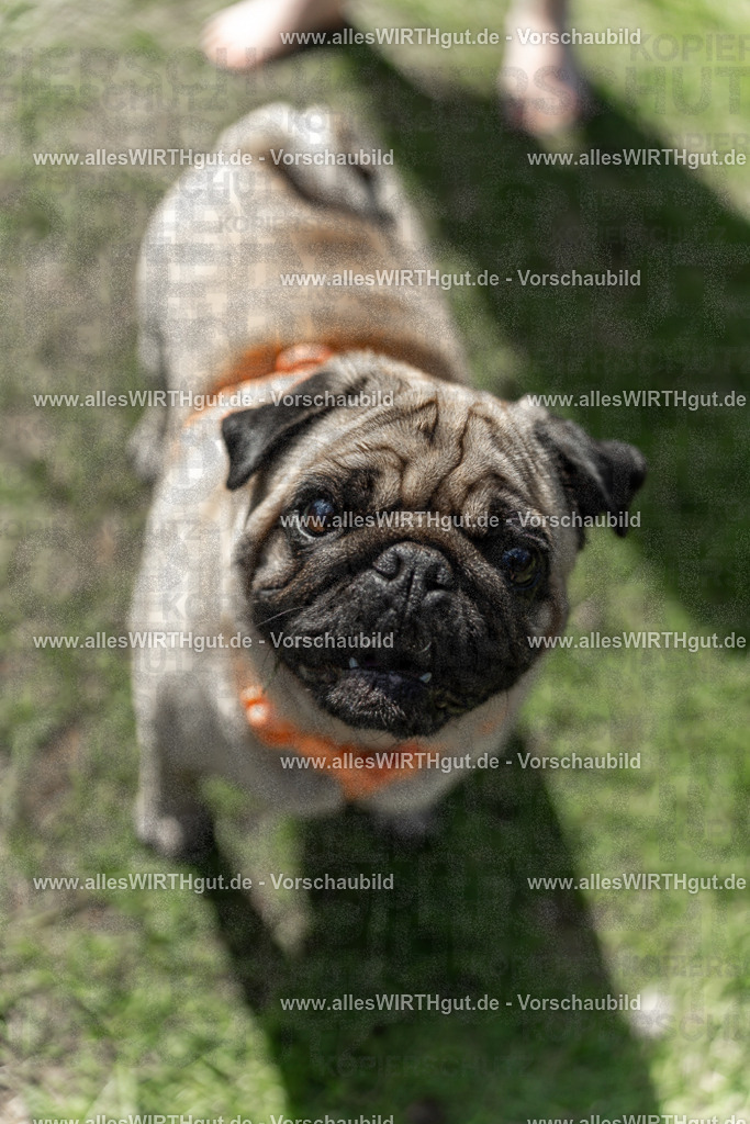 Hundeschwimmen_Volksbad_2026-allesWIRTHgut_Tierfotografie-2609061427-7R501087 | Professionelle Tierfotografie in Mönchengladbach von Daniel Wirth (allesWIRTHgut). Liebevolle & natürliche Bilder von Hunden & Katzen für unvergessliche Erinnerungen.