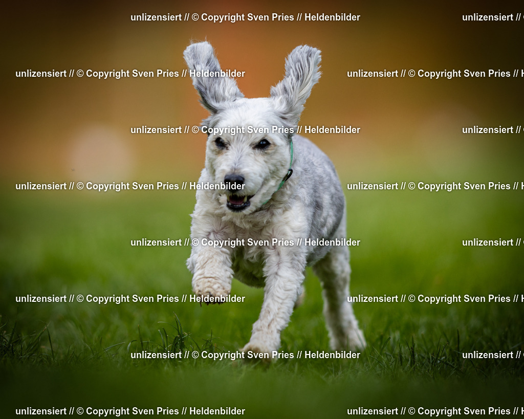 Sven Pries | 2025-04-13 - Hunderennen Baden-Baden - Realisiert mit Pictrs.com