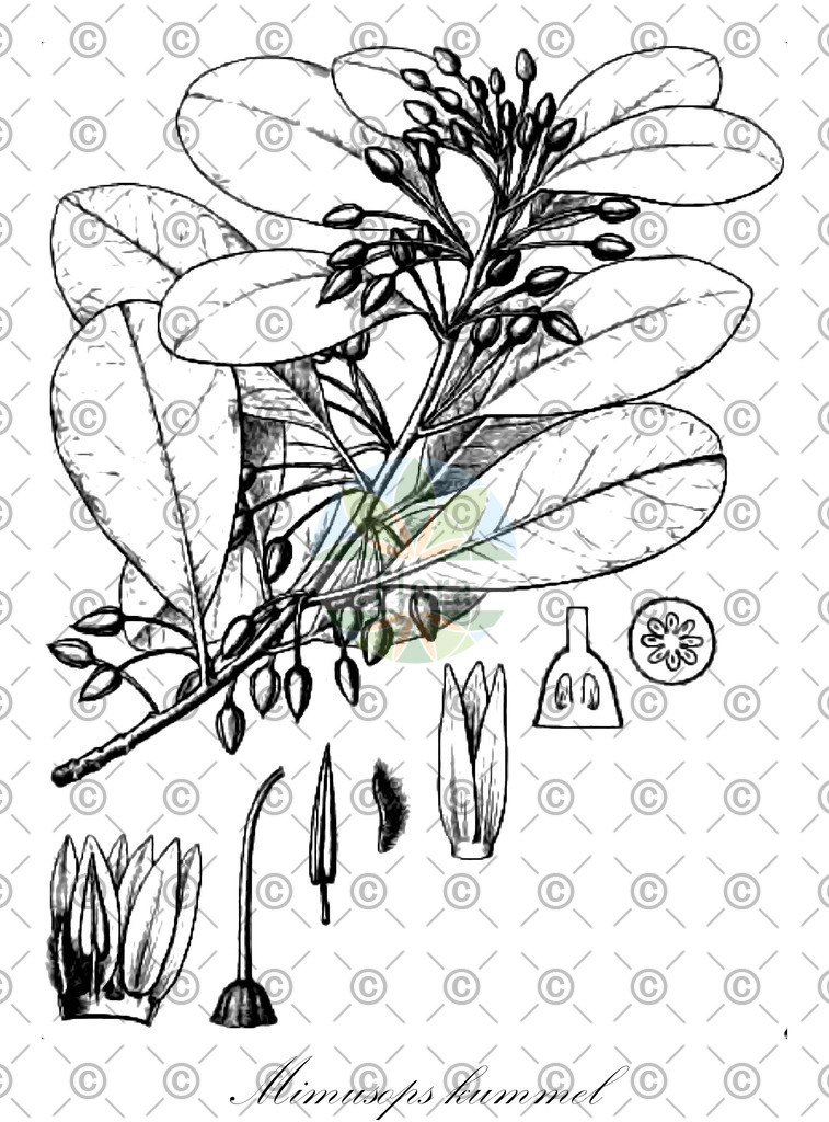 HistAbb_wfo-0000448413_1_ENZY_Simple | Historische Abbildung von Mimusops kummel - Sapotaceae | Historical Illustration of Mimusops kummel - Sapotaceae