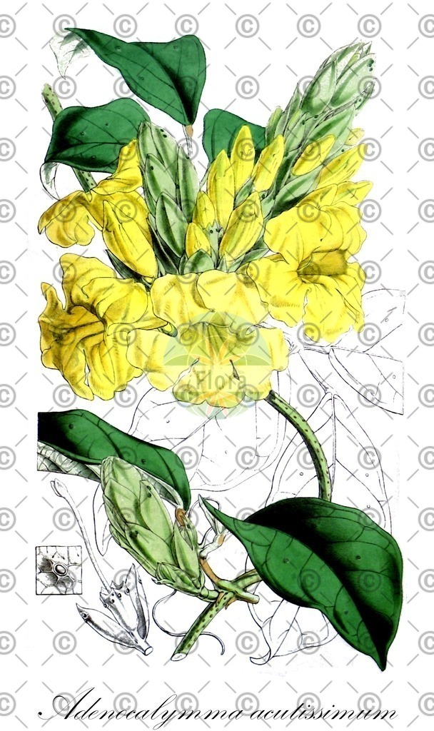 HistAbb_wfo-0000780766_1_ENZY_Simple | Historische Abbildung von Adenocalymma acutissimum - Bignoniaceae | Historical Illustration of Adenocalymma acutissimum - Bignoniaceae
