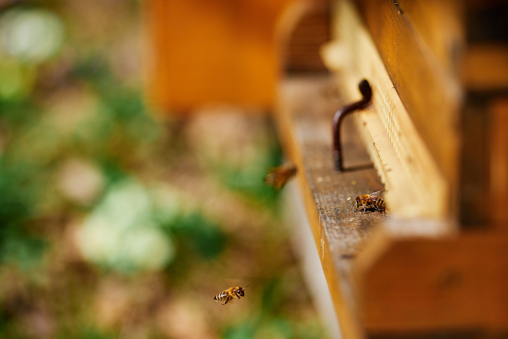 Bienenstock mit Einflugschneise | Bisamberg, Austria - March 30, 2021; Bio-Imkerei Biene Joe; Bienenstock mit Einflugschneise. - Realisiert mit Pictrs.com