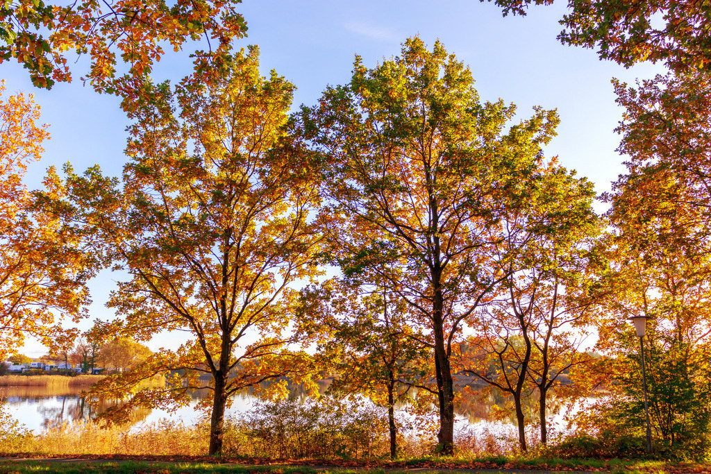 XXL Wandbild: Herbstliche Bäume am Ostseefjord | Dieses Wandbild im Querformat zeigt herbstliche Bäume am Ostseefjord. Zwischen den Blättern kann man die Schlei im Hintergrund sehen. - Realisiert mit Pictrs.com