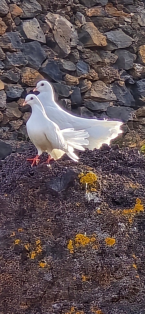 20241205_162024 | Heilkarten - Realisiert mit Pictrs.com