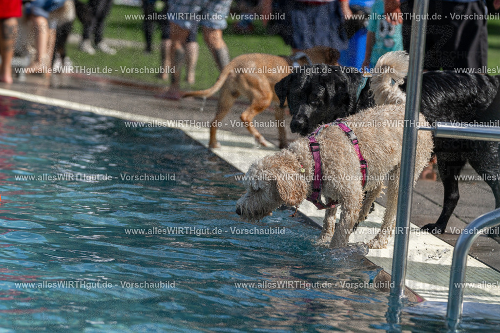 Hundeschwimmen_Volksbad_2026-allesWIRTHgut_Tierfotografie-2609061216-FAY06419 | Professionelle Tierfotografie in Mönchengladbach von Daniel Wirth (allesWIRTHgut). Liebevolle & natürliche Bilder von Hunden & Katzen für unvergessliche Erinnerungen.