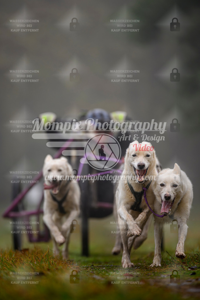 MompixPhotography_Bischwiller2025_Kart-7 | mompixphotography