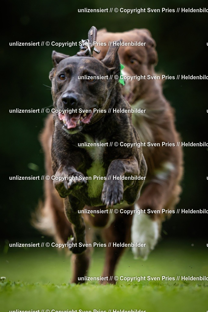 Sven Pries | 19. Allgemeines Hunderennen Karlsruhe Durlach - Realisiert mit Pictrs.com
