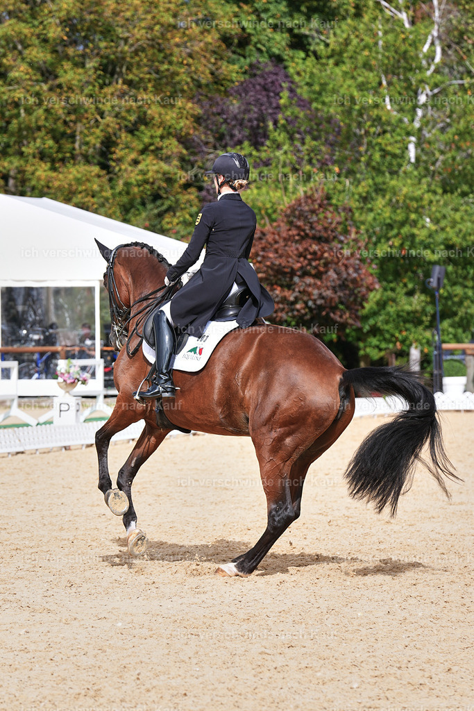 11-003-Dressur S___-Marixx-1728 | working equitationturnier fotograf videograf stoibphotography marixx film working equitation deutschland reitsport turnierfotografie eventfotografie equestrian events